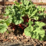 The shock of rhubarb, always the first to emerge